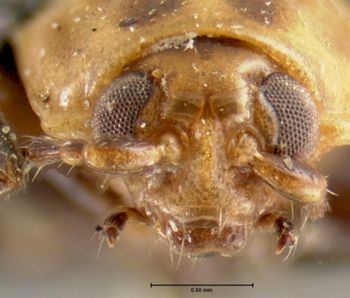 Media type: image; Entomology 18763   Aspect: head frontal view